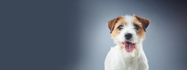 purina-instituto-transcriptómica-canina