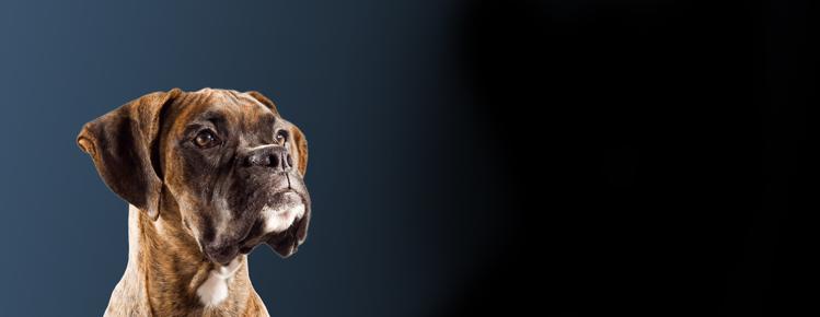 purina research