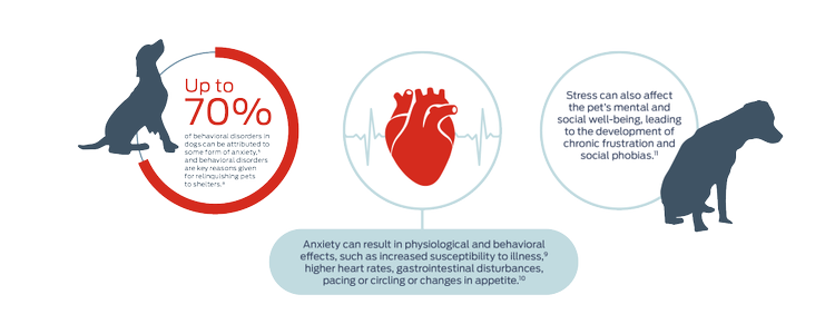 Up to 70% of behavioral disorders in dogs can be attributed to some form of anxiety,5 and behavioral disorders are key reasons given for relinquishing pets to shelters.8 Anxiety can result in physiological and behavioral effects, such as increased susceptibility to illness,9 higher heart rates, gastrointestinal disturbances, pacing or circling or changes in appetite.10 Stress can also affect the pet's mental and social well-being, leading to the development of chronic frustration and social phobias.11