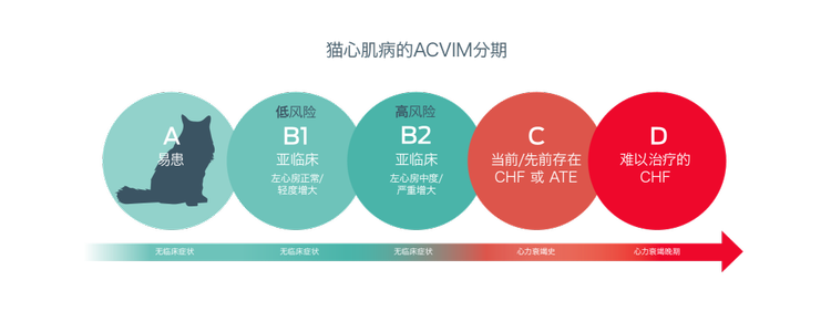 ACVIM 猫科心肌病分期