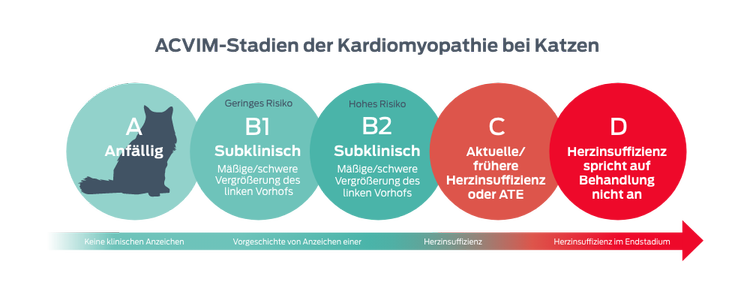 ACVIM-Stadien der Kardiomyopathie bei Katzen