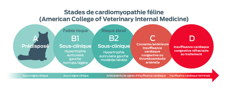 Stades ACVIM de cardiomyopathie féline