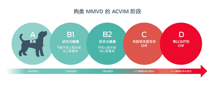 犬的MMVD的ACVIM阶段。A,易感性。没有临床症状。B1, 看起来很健康。可能有心脏杂音,没有心脏重塑。无临床症状。B2, 看上去很健康。有心脏杂音和心脏重塑的证据。无临床症状。C, 目前或以前的CHF。有心力衰竭的临床症状。D, 治疗难治的CHF。心力衰竭的临床症状。