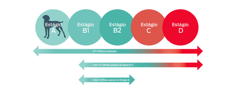 estágios do cachorro