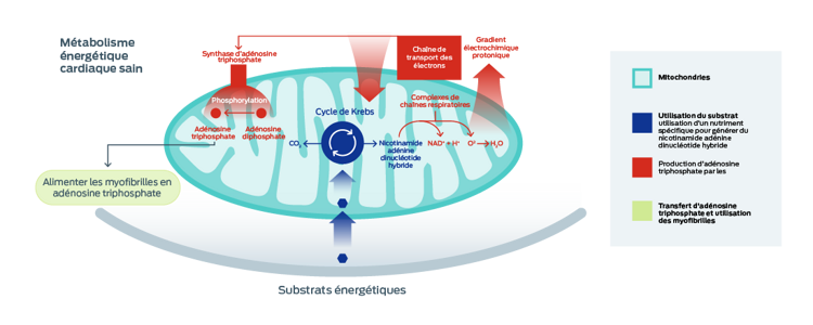 graphique du métabolisme énergétique cardiaque