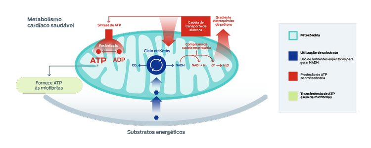 gráfico do metabolismo cardíaco