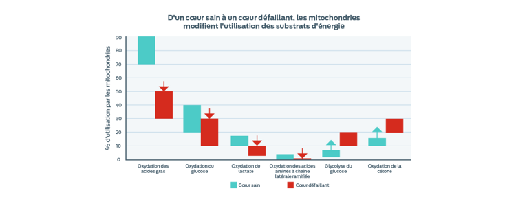 graphique d’utilisation du substrat énergétique de déplacement des mitochondries
