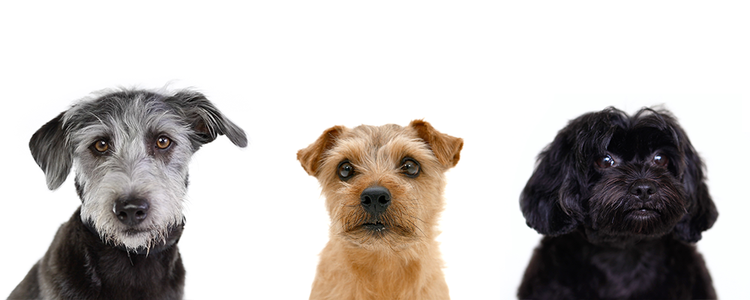 petits chiens regardant l’appareil photo