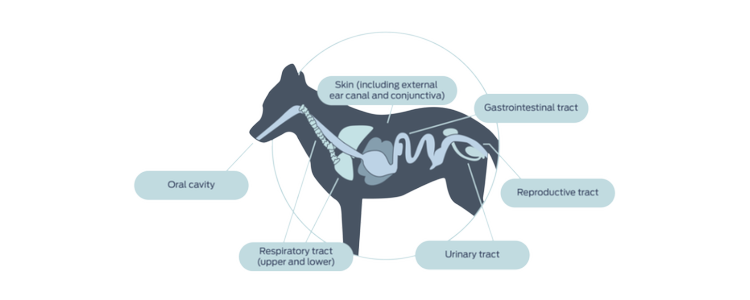 Investigation of non-gut microbiomes in dogs and cats lags behind those of humans, presenting additional opportunities to influence host health.