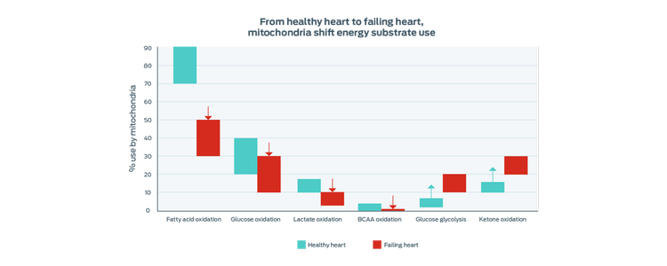 mitochondria shift energy substrate use graph