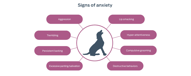 Signs of anxiety. Agression. Trembling. Persistent barking. Excessive panting/salivation. Lip smacking. Hyper-attentiveness. Compulsive grooming. Destructive behaviors.