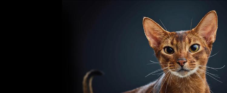 purina research on cats