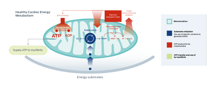 cardiac energy metabolism graphic