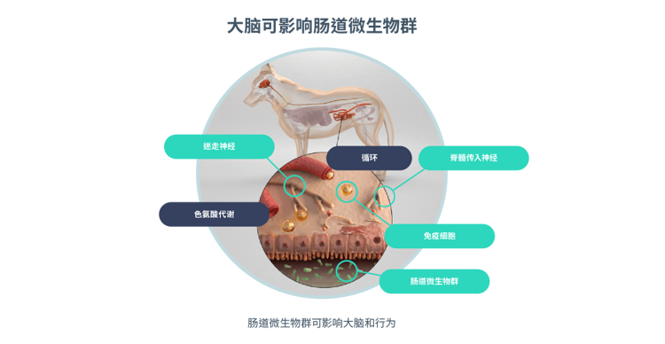 大脑可影响微生物群
