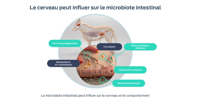 le cerveau peut influencer le microbiote