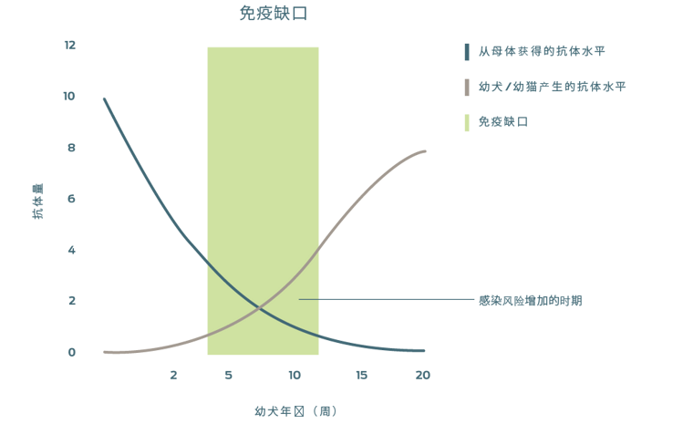 图表显示了幼犬或幼猫从母体接收的抗体水平下降伴随自身产生抗体水平上升之后感染风险增加的时段。
