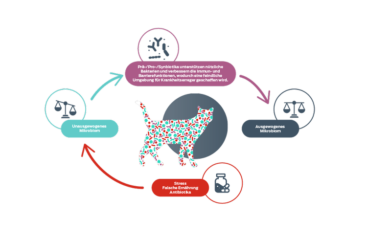 Symbol „Darmgleichgewicht“