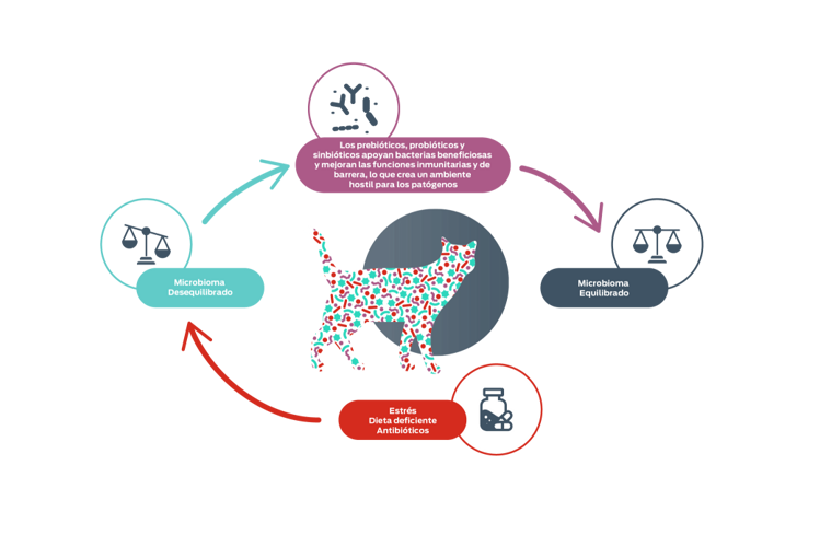Diagrama de equilibrio de tripas, 4 partes. Parte 1. Estrés, Dieta defecient, Antibióticos. Parte 2. Microbioma desequilibrado. Parte 3. Los prebióticos, prebióticos y sinbióticos apoyan bacterias beneficiosas y mejoranias funciones inmunitarias y de barrera, lo que crea un ambiente hostil para los patógenos. Parte 4. Microbioma equilibrado.