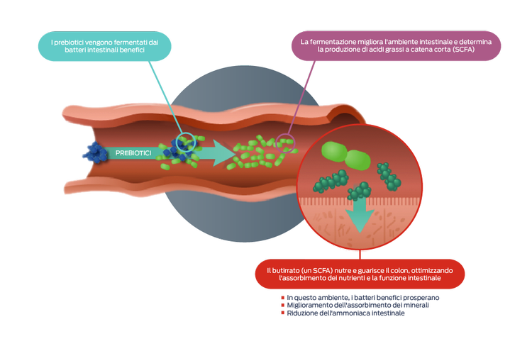 icona prebiotici e probiotici