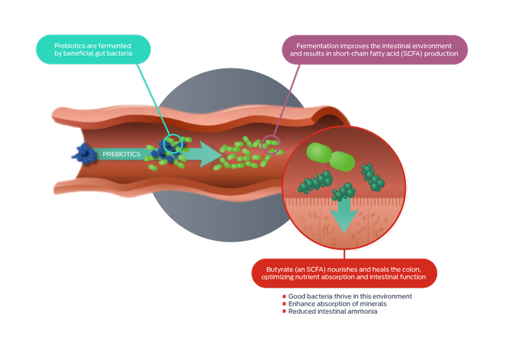 prebiotics and probiotics icon