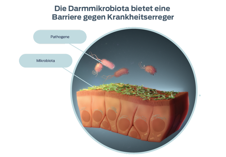 Darstellung „Relative Häufigkeit gängiger Bakterien“