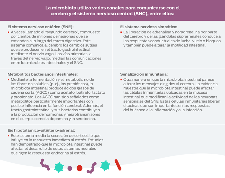 tabla del sistema nervioso central del cerebro