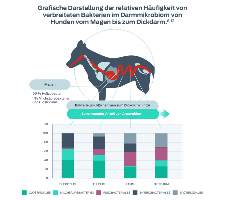 Darstellung „Relative Häufigkeit gängiger Bakterien“