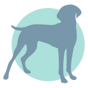 犬图像