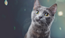 Las alergias a los gatos son realidad versus ficción.