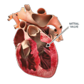 heart-diagram