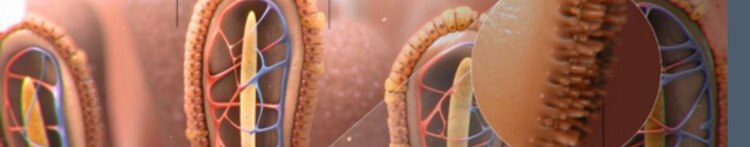 purina-institute-prebiotics