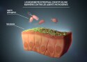 le-microbiote-intestinal-fournit-une-barrière-contre-les-agents-pathogènes