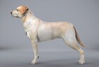 dog side profile