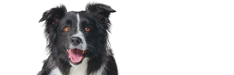 Un border collie noir et blanc