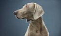 Compreensão do declínio cognitivo leve relacionado à idade em cães e o papel da dieta
