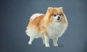 yellow and white small dog with a blue background