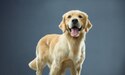 Puppies and Adult Dogs The Importance of Staying Lean