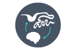 gut brain axis icon