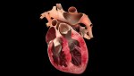 croce cuore di cane