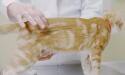 cat with vet having his back felt
