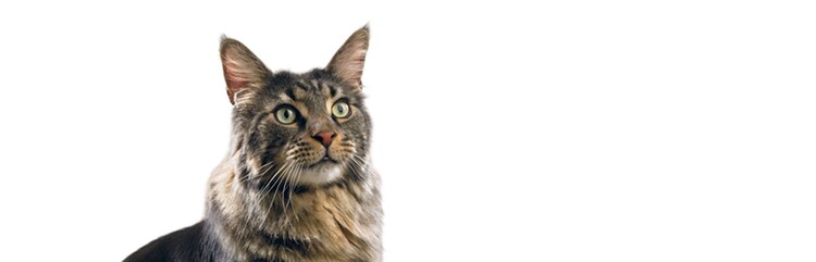 Chat domestique à poil court