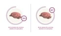 70% de la masse du cerveau adulte à 6 semaines, 90% de la masse du cerveau adulte à 12 semaines