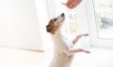 cane bianco e marrone in piedi per ricevere uno snack