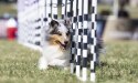 Nutrición para perros activos, de trabajo y deportistas