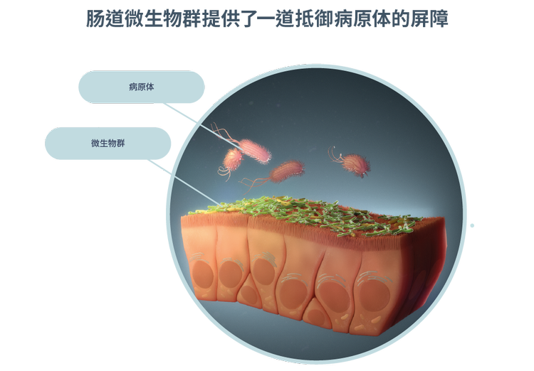 代表性相对丰度普通细菌