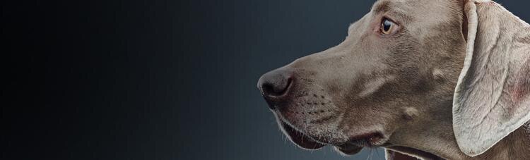 purina-research