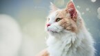 purina institute allergic burden