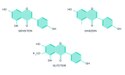 Chemical composition of soy isoflavones. Genistein (C15H10O5), Daidzein (C15H10O4), Glycitein (C16H12O5)