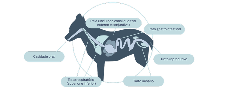 A investigação de microbiomas não intestinais em cães e gatos está atrasada em relação à dos humanos, apresentando oportunidades adicionais para influenciar a saúde do hospedeiro.