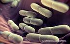 purina-institute-nrm-lactobacillus